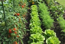 +nxBvIAAAAAXRSTlMAQObYZgAAABZJREFUOI1jYMADmEe5o9xR7iiXQi4A4BsA388WUyMAAAAASUVORK5CYII=